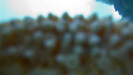 Scripps Pier Underwater Live Webcam - Dec 1, 2025, 9:20am PST