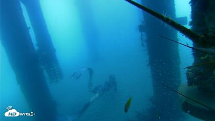 Scripps Pier Underwater Live Webcam - Aug 8, 2026, 8:39am PDT
