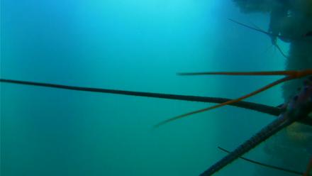 Scripps Pier Underwater Live Webcam - Jul 15, 2025, 8:14am PDT