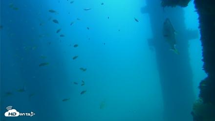 Scripps Pier Underwater Live Webcam - Sep 15, 2026, 12:23pm PDT