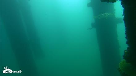 Scripps Pier Underwater Live Webcam - Oct 12, 2026, 10:35am PDT