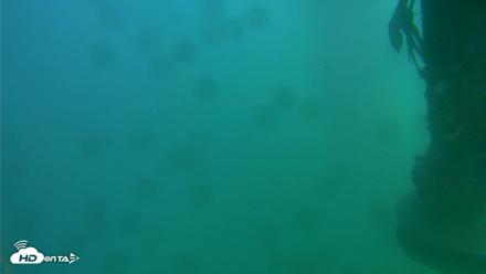 Scripps Pier Underwater Live Webcam - Jul 28, 2026, 4:04pm PDT