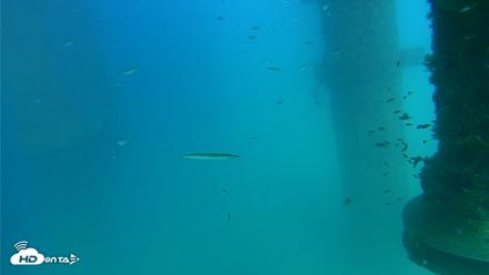 Scripps Pier Underwater Live Webcam - Aug 19, 2026, 4:04pm PDT