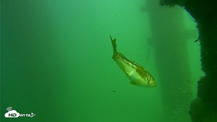 Scripps Pier Underwater Live Webcam - Sep 18, 2026, 2:45pm PDT