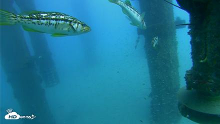 Scripps Pier Underwater Live Webcam - Aug 5, 2026, 3:36pm PDT