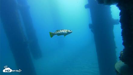 Scripps Pier Underwater Live Webcam - Oct 21, 2026, 10:05am PDT