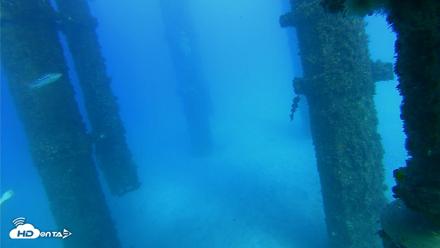 Scripps Pier Underwater Live Webcam - Oct 19, 2026, 4:37pm PDT