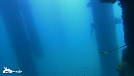 Scripps Pier Underwater Live Webcam - Sep 21, 2026, 11:22am PDT