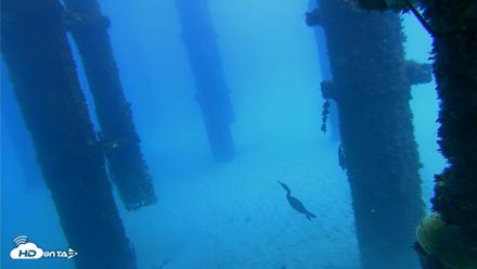 Scripps Pier Underwater Live Webcam - Oct 7, 2026, 12:27pm PDT