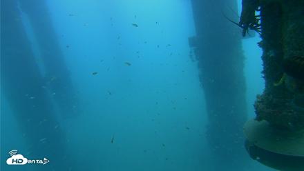 Scripps Pier Underwater Live Webcam - Jul 31, 2026, 8:46am PDT