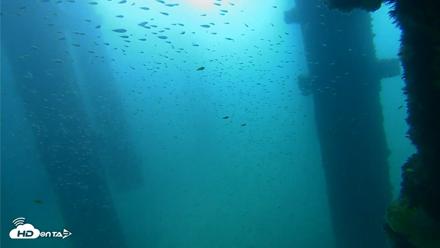 Scripps Pier Underwater Live Webcam - Sep 25, 2026, 9:21am PDT