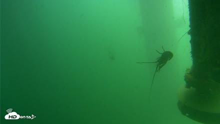Scripps Pier Underwater Live Webcam - Jul 30, 2026, 12:18pm PDT