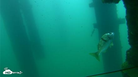 Scripps Pier Underwater Live Webcam - Sep 21, 2026, 8:41am PDT