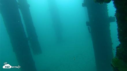 Scripps Pier Underwater Live Webcam - Sep 26, 2026, 7:12am PDT