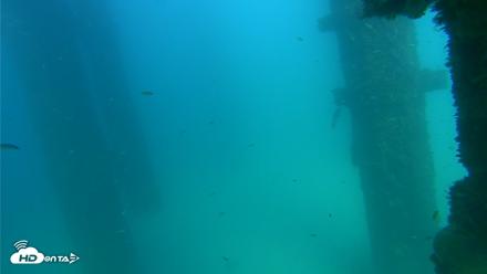 Scripps Pier Underwater Live Webcam - Sep 17, 2026, 3:45pm PDT