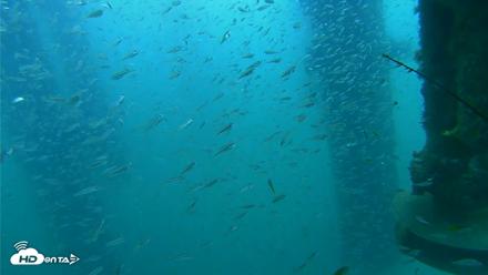 Scripps Pier Underwater Live Webcam - Aug 10, 2026, 9:58am PDT
