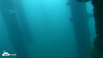Scripps Pier Underwater Live Webcam - Oct 13, 2026, 7:11am PDT