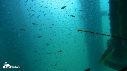 Scripps Pier Underwater Live Webcam - Aug 10, 2026, 10:21am PDT