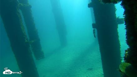 Scripps Pier Underwater Live Webcam - Oct 7, 2026, 10:03am PDT