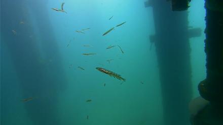 Scripps Pier Underwater Live Webcam - Apr 8, 2026, 10:21am PDT