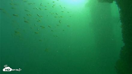 Scripps Pier Underwater Live Webcam - Sep 29, 2026, 7:57am PDT