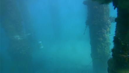 Scripps Pier Underwater Live Webcam - Dec 20, 2025, 1:49pm PST