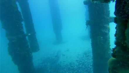 Scripps Pier Underwater Live Webcam - Jan 21, 2026, 11:12am PST