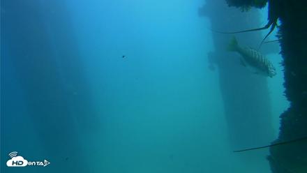 Scripps Pier Underwater Live Webcam - Sep 28, 2026, 2:42pm PDT