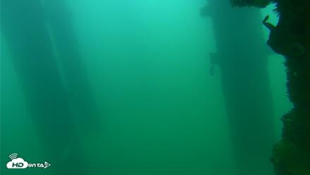 Scripps Pier Underwater Live Webcam - Sep 24, 2026, 8:14am PDT