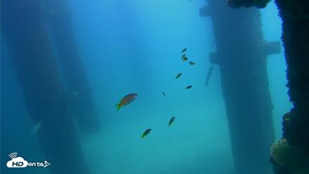 Scripps Pier Underwater Live Webcam - Sep 20, 2026, 12:30pm PDT