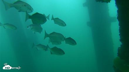 Scripps Pier Underwater Live Webcam - Oct 12, 2026, 9:29am PDT