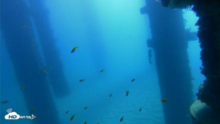 Scripps Pier Underwater Live Webcam - Oct 21, 2026, 10:33am PDT