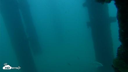 Scripps Pier Underwater Live Webcam - Sep 28, 2026, 6:38am PDT