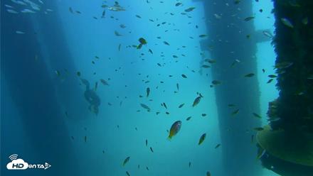 Scripps Pier Underwater Live Webcam - Aug 27, 2026, 12:36pm PDT