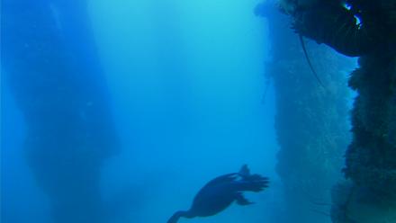 Scripps Pier Underwater Live Webcam - Nov 13, 2025, 3:45pm PST