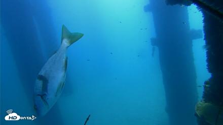 Scripps Pier Underwater Live Webcam - Sep 21, 2026, 11:16am PDT