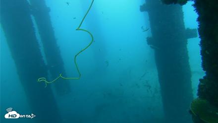 Scripps Pier Underwater Live Webcam - Oct 1, 2026, 8:39am PDT