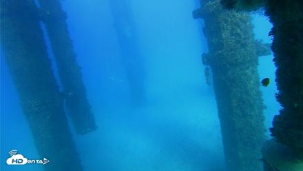 Scripps Pier Underwater Live Webcam - Oct 19, 2026, 4:32pm PDT