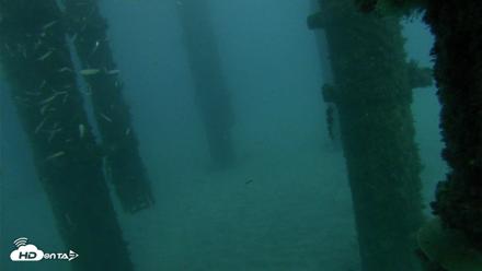 Scripps Pier Underwater Live Webcam - Oct 17, 2026, 6:27pm PDT
