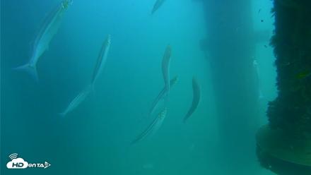 Scripps Pier Underwater Live Webcam - Aug 20, 2026, 2:41pm PDT