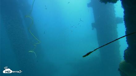 Scripps Pier Underwater Live Webcam - Oct 1, 2026, 1:00pm PDT