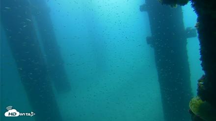 Scripps Pier Underwater Live Webcam - Sep 25, 2026, 10:40am PDT