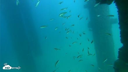 Scripps Pier Underwater Live Webcam - Sep 17, 2026, 3:43pm PDT