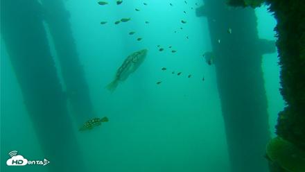 Scripps Pier Underwater Live Webcam - Oct 10, 2026, 10:46am PDT