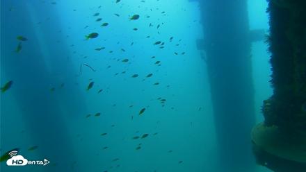Scripps Pier Underwater Live Webcam - Aug 24, 2026, 10:50am PDT