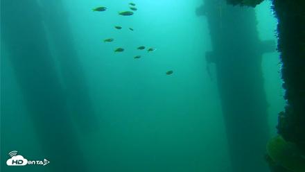 Scripps Pier Underwater Live Webcam - Oct 12, 2026, 10:18am PDT