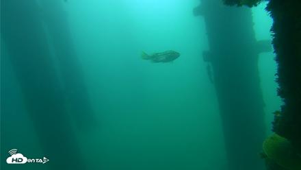 Scripps Pier Underwater Live Webcam - Oct 12, 2026, 10:37am PDT
