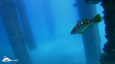 Scripps Pier Underwater Live Webcam - Oct 20, 2026, 1:51pm PDT