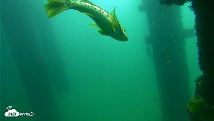 Scripps Pier Underwater Live Webcam - Sep 23, 2026, 10:44am PDT