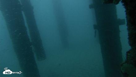 Scripps Pier Underwater Live Webcam - Sep 17, 2026, 6:31am PDT